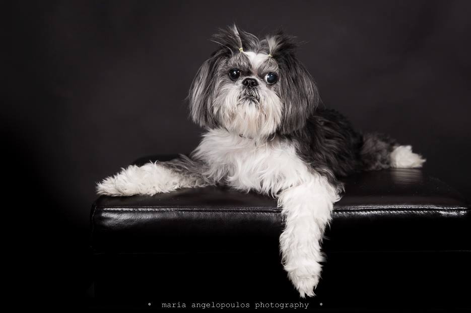 CloePortrait 03 - Pets, Dog, Portrait, Pet Portrait, Photography by Maria Angelopoulos Photogrpahy