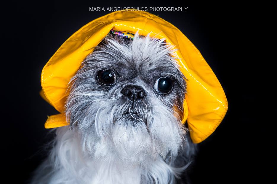 CloePortrait 05 - Pets, Dog, Portrait, Pet Portrait, Photography by Maria Angelopoulos Photogrpahy