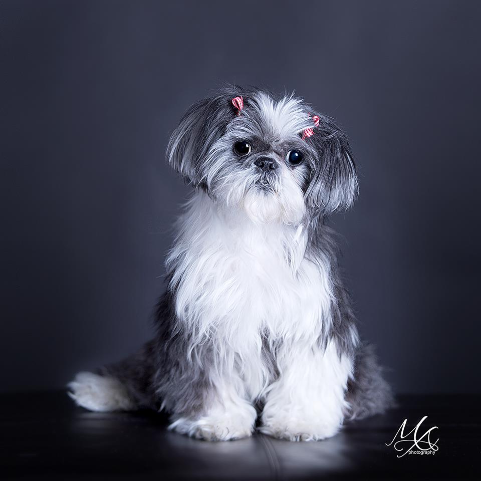 CloePortrait 01 - Pets, Dog, Portrait, Pet Portrait, Photography by Maria Angelopoulos Photogrpahy