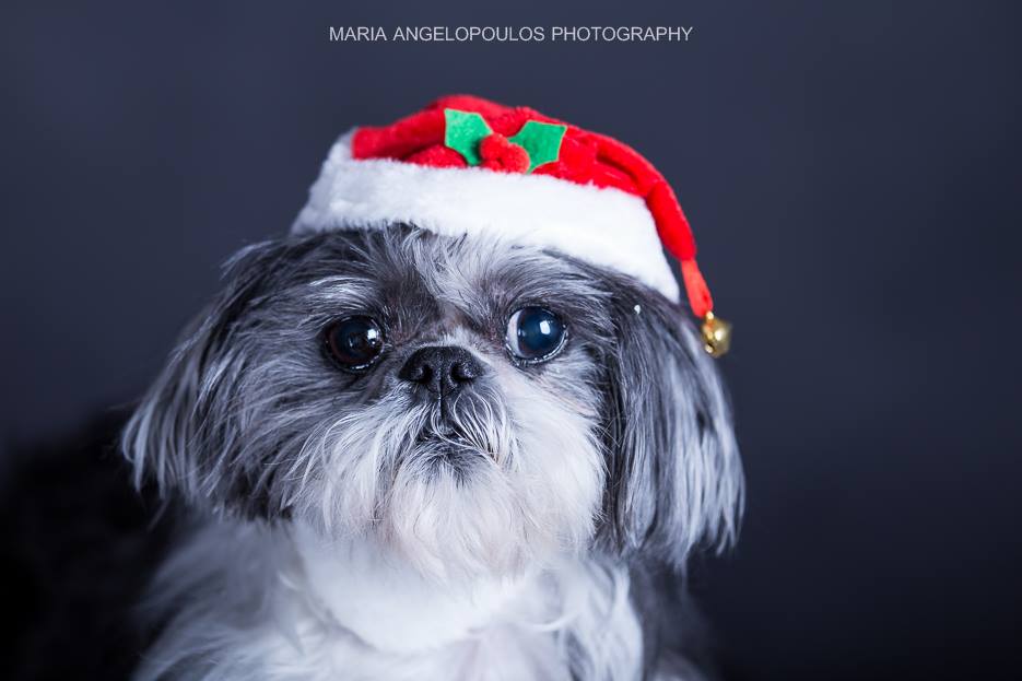 CloePortrait 07 - Pets, Dog, Portrait, Pet Portrait, Photography by Maria Angelopoulos Photogrpahy