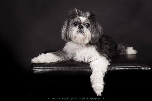 Pets, Dog, Portrait, Pet Portrait, Photography